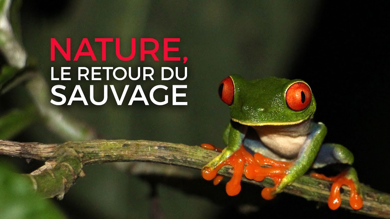 Costa Rica, au chevet de la forêt tropicale - Nature, le retour du sauvage