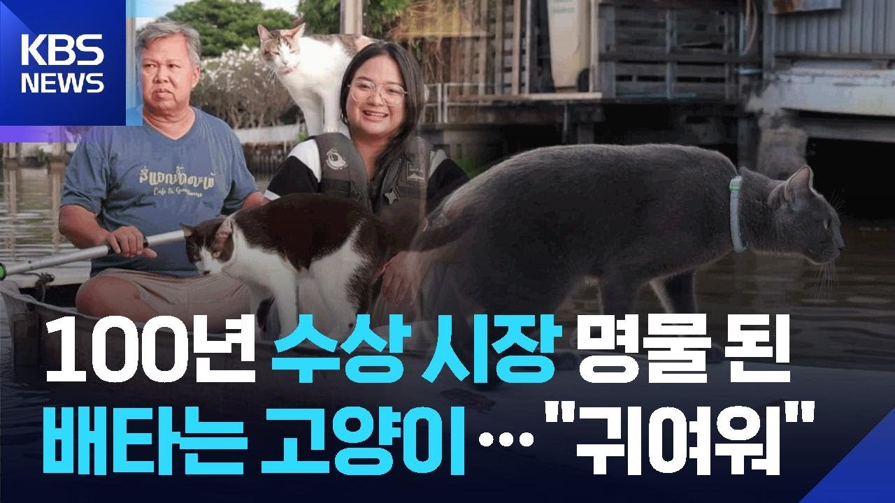 [글로벌K] 국, 100년 수상 시장의 새 명물 ‘배 타는 고양이’ / KBS  2025.11.14.