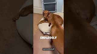 Introducing the Vizsla dog. #theVizsladog #Vizsla #vizslapuppy