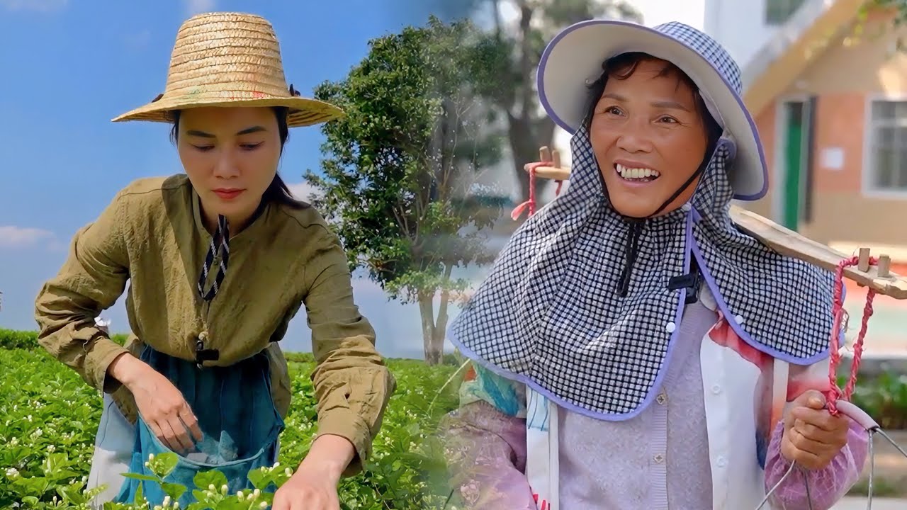 从茉莉花电视剧看传统文化的现代诠释与观众的情感共鸣
