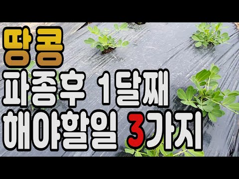 땅콩파종후 1달째 해야할일 3가지 ㅣ땅콩재배 방법 ㅣ땅콩파종시기 ㅣ 땅콩 북주기 ㅣ 땅콩 꽃핀후 비닐멀칭 열어주기 ㅣ 낙화생