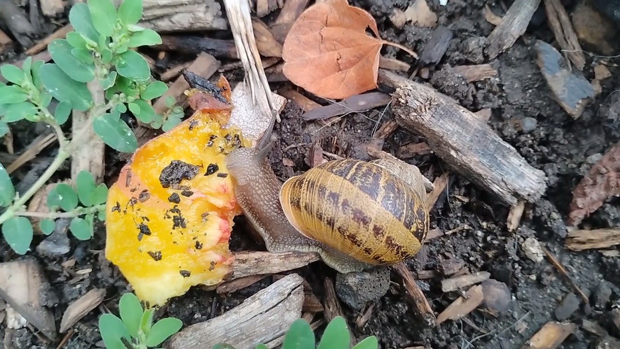 Naturally occurring, wild snail consuming an organic, non-GMO, locally soured peach - Cruelty free
