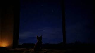 put it down, rest now. | Calming Cat Ambience for Sleep