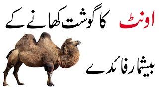 oont ka gosht khane ke faidy[ Camel Meat Benefits]|Hikmat o Marfat