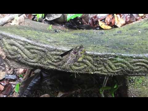 Vídeo: Río Plátano: Invadido Por Todos Lados - Matador Network