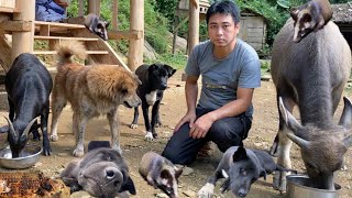 Download Lagu The Daily Life of a Man Living with a Calf, a Goat, a Civet and Two Smart Dogs MP3