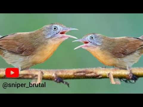SUARA PIKAT KORES MINI RIBUT!!! DIJAMIN POIN