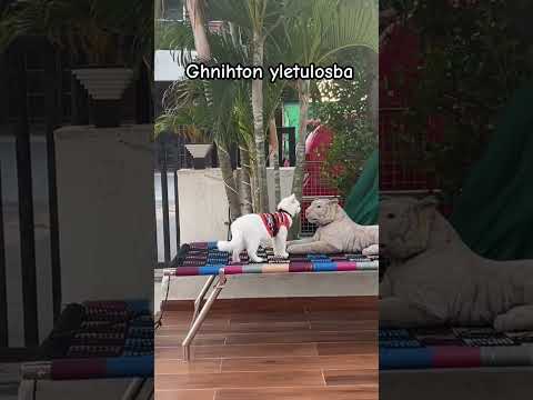 #memes #cat #catshorts #trendingshorts #pets #jimmysdailydrama #fypシ゚viral #explore