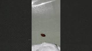 Tape: The most effective solution for bed bugs.