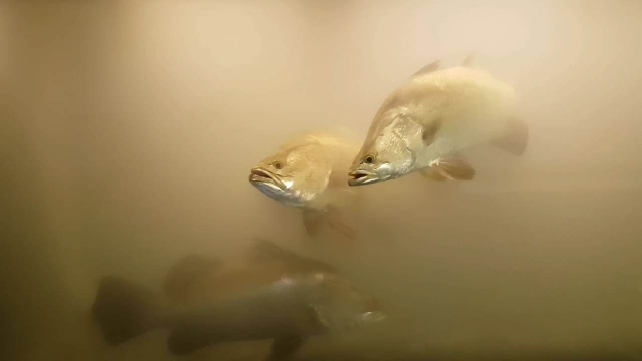 barramundi or Asian sea bass (Lates calcarifer) YouTube