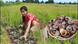 Life skill - finding snails at rice field for eating - grilled snail eating delicious 008