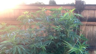 Master Kush and Donny Burger /July 26th they are drinking alot of water 💧 🌲