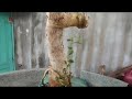 M575 gl dúi 300k LH 0707713796 Khương bonsai