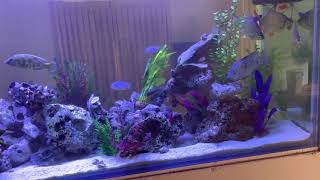 Do you have to have bubbles in your aquarium