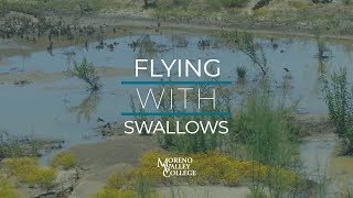 Flying with Swallows Project | Studying Cliff Swallows