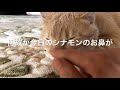子猫ロス!?になってしまった猫シナモン