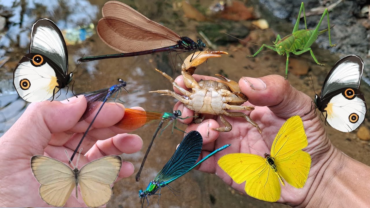 Catch damselfly, crab, katydid, butterfly
