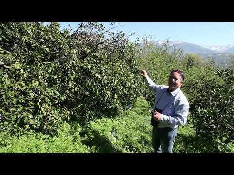 მანდარინის ბაღის გასხვლა