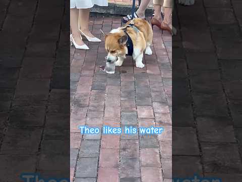 Theo 😃 #viralshorts #shorts #viral #dog #subscribe