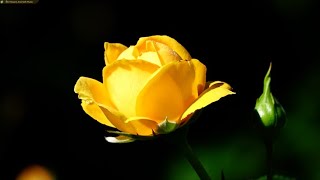 Amazing Roses and Piano Music for Relaxation | Preview screenshot 3