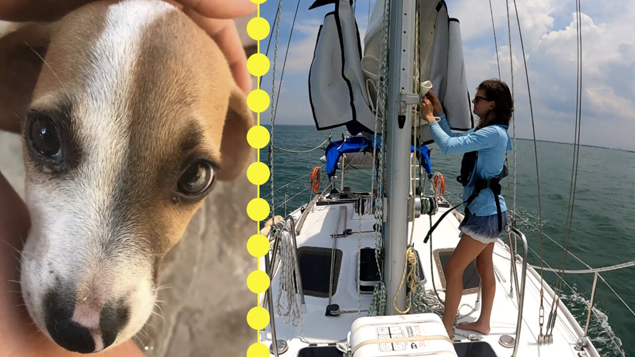 Sailors Saving Parvo Puppies : Chuffed Adventures S4Ep28