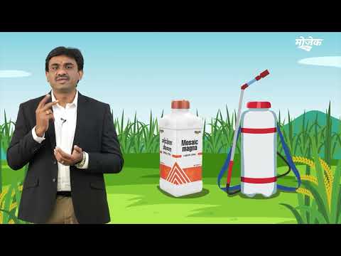 मोज़ेक मैग्ना चुनें, आगे बढ़े...