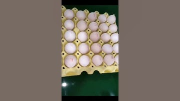 Phezer 6 heads egg printing machine