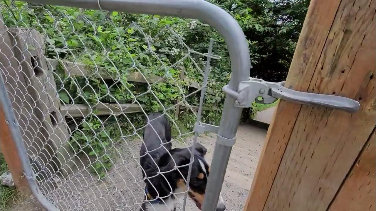 Working on reducing barrier frustration and associated barking. YouTube
