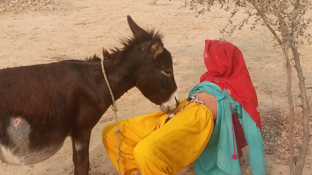  😂Kong country MyFunny donkey Kong my donkey🐴#animal #cuteanimals #funny #funnyanimals#goat #comedy 