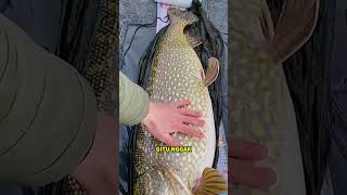 KALO KALIAN SUKA MAIN GAME MANCING PASTI GA ASING SAMA IKAN INI! NORTHERN PIKE! #iqbalizda #ikan
