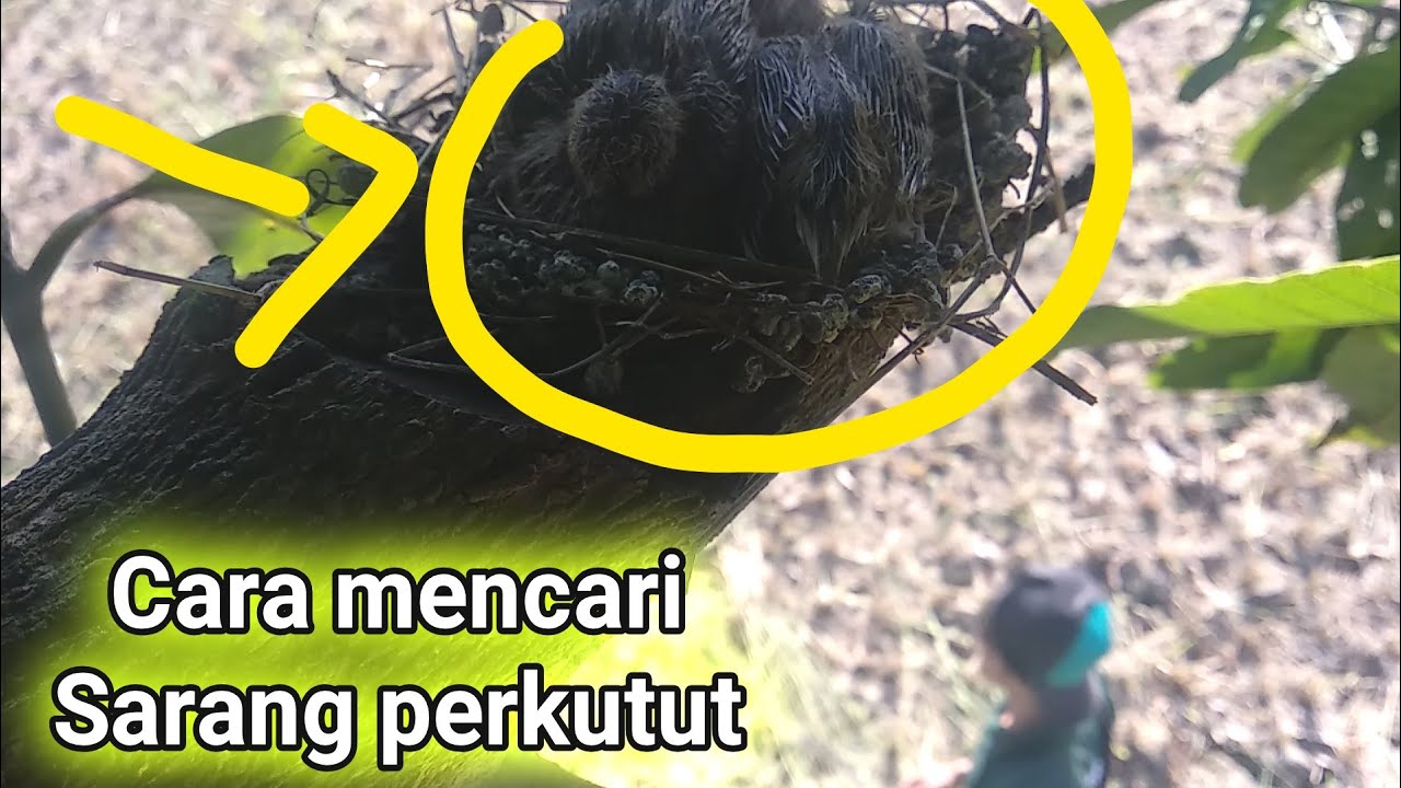 Berburu Sarang Burung Perkutut Di Sawah Youtube