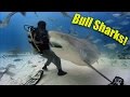 Bull Sharks! (HD) | JONATHAN BIRD'S BLUE WORLD