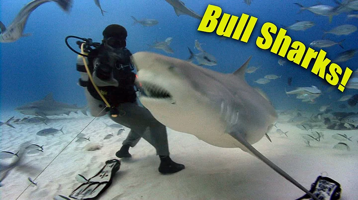 Bull Sharks! (HD) | JONATHAN BIRD'S BLUE WORLD