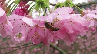 1090306騰龍御櫻的櫻花(2)