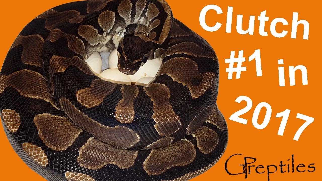 Ball Python Clutch #1 is here! - YouTube