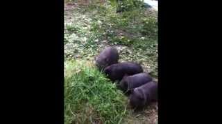 Wombat Babies 2 - Moving outdoors