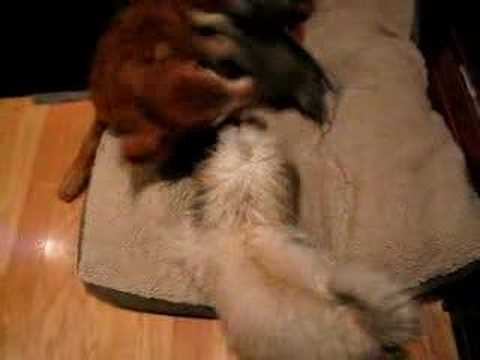 Buster Takes Dogfight Lessons - Brave Dog