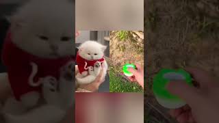 #catshort #funnycat #satisfyingvideo #diycarft #trabazskh #cutecat