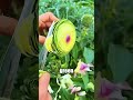 Dangerous Fruit Secret 🍎 #farming