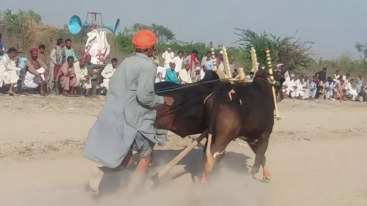 bull race | pakistan's traditional bull race| ranipur bull race | dand ...