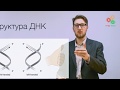 Биологические макромолекулы. Структура ДНК