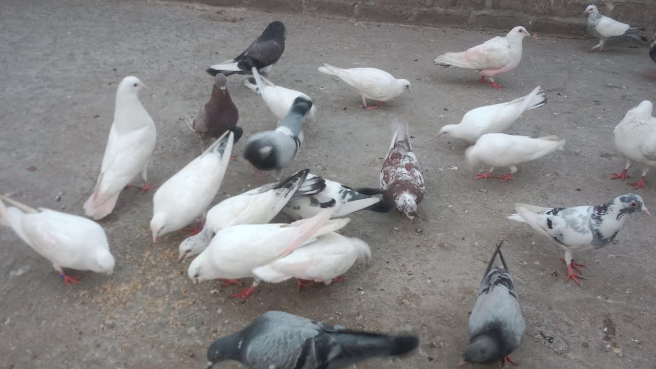 🕊️🥵💸KABOOTAR 🕊️🕊️ kabutar pakde 🥵😱🕊️🕊️🕊️