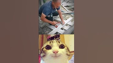 Give this video a title (wrong answers only) #viral #shorts #memes #reels #fyp #funny