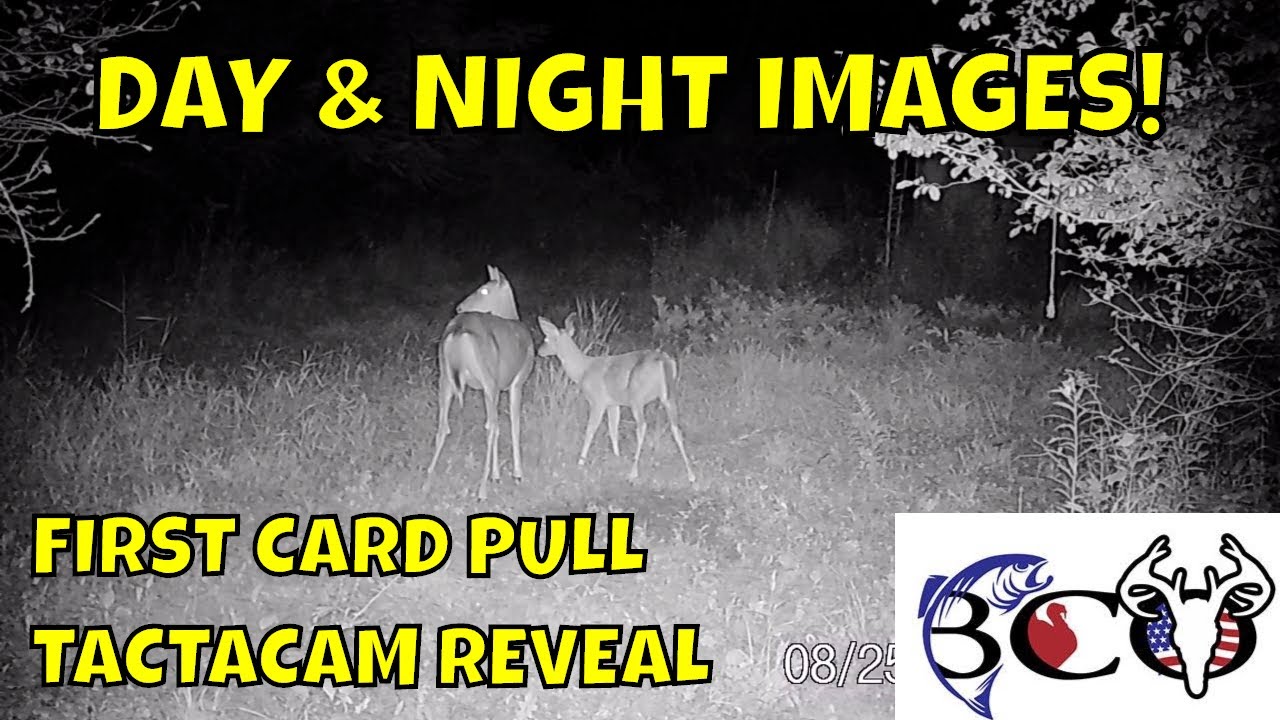 tactacam reveal cellular trail camera | picture & video quality |