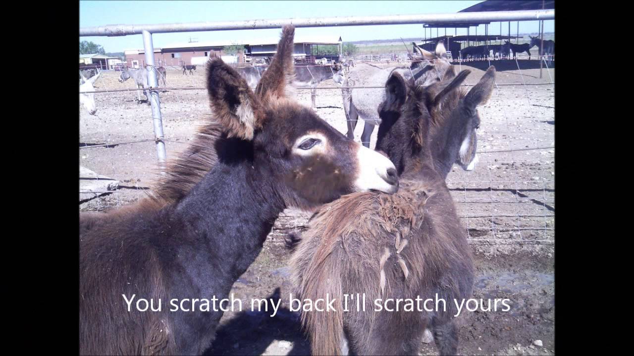 You Scratch My Back Ill Scratch Yours Youtube