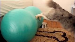 Marnie sheltie, Amazing dog tricks