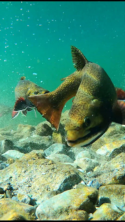 True Trout Porn - Brook Trout Clearing the Redd #flyfishing  #trout #brooktrout  #montana