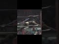 La lucha libre es tradición