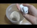 ハムスターの豪快砂浴び30連発 Hamster has a sand bath