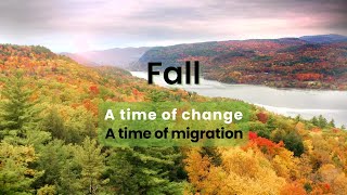 Birds' Fall Migration Threat